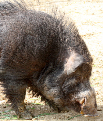 SUIDAE - BOAR - WILD BOAR - INUSHISHI - SUS SCROFA - SHIMOKITA PENINSULA JAPAN (5).JPG