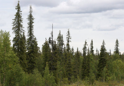 NORTHERN TAIGA FOREST - SWEDEN