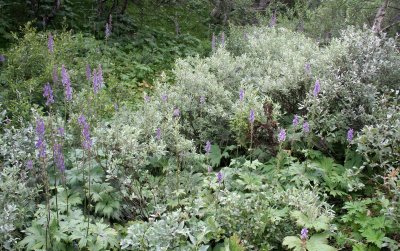 MONKSHOOD AND OTHER LAPLAND FLORA IN DOVREFJELL NORWAY
