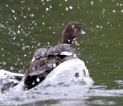 BIRD - DUCK - GOLDENEYE BUCEPHALA CLANGULA - LEMMONJOKI NP FINLAND.jpg