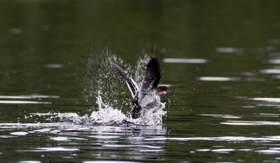 BIRD - DUCK - SMEW - MERGUS ALBELLUS - LEMMONJOKI NATIONAL PARK FINLAND (2).jpg