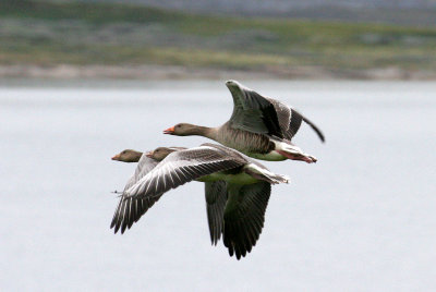 BIRD - GOOSE - GREYLAG - SEEN NEAR HORNOYA NORWAY (10).jpg