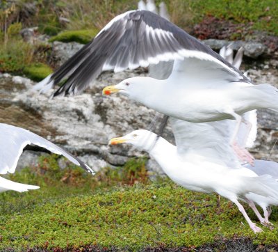 BIRD - GULL - HERRING GULL - NORWAY COAST NEAR VARDO (4).jpg