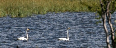 BIRD - SWAN - WHOOPER - NORTHERN SWEDEN NEAR ABISKO NATIONAL PARK (9).jpg