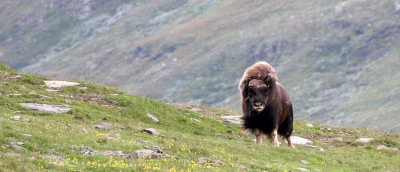 BOVID - MUSKOX - WILD HERD IN DOVERFJELD NP NORWAY - MUSKOX SAFARI (40).jpg