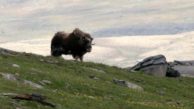 BOVID - MUSKOX - WILD HERD IN DOVERFJELD NP NORWAY - MUSKOX SAFARI (54).jpg