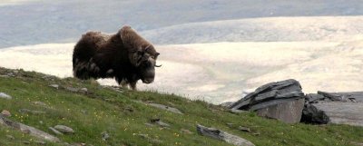 BOVID - MUSKOX - WILD HERD IN DOVERFJELD NP NORWAY - MUSKOX SAFARI (59).jpg