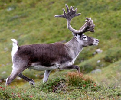 CERVID - CARIBOU - EUROPEAN CARIBOU - DOMESTIC AND WILD - LAPPLAND SCANDANAVIA (26).jpg