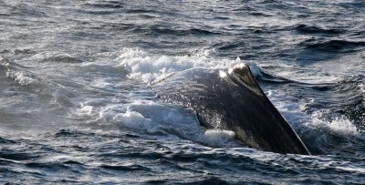 CETACEAN - WHALE - SPERM WHALE OFF COAST OF TROMSO NORWAY (20).jpg