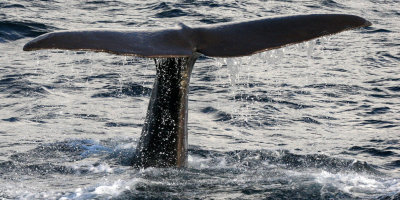 CETACEAN - WHALE - SPERM WHALE OFF COAST OF TROMSO NORWAY (218).jpg