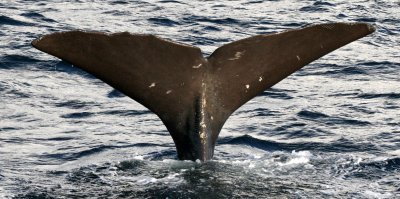 CETACEAN - WHALE - SPERM WHALE OFF COAST OF TROMSO NORWAY (224).jpg