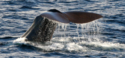 CETACEAN - WHALE - SPERM WHALE OFF COAST OF TROMSO NORWAY (236).jpg