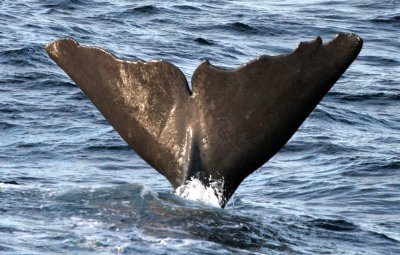 CETACEAN - WHALE - SPERM WHALE OFF COAST OF TROMSO NORWAY (278).jpg