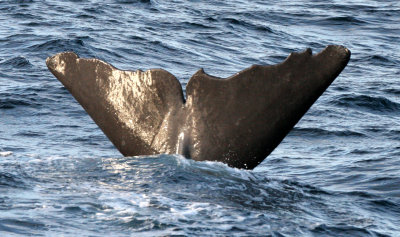 CETACEAN - WHALE - SPERM WHALE OFF COAST OF TROMSO NORWAY (279).jpg