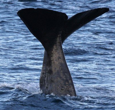 CETACEAN - WHALE - SPERM WHALE OFF COAST OF TROMSO NORWAY (71).jpg