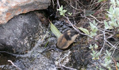 RODENTIA - LEMMING - DOVREFJELD NORWAY (4).jpg