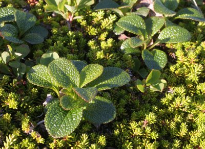 COMMANDER ISLANDS - FLORA - ARCTIC BEARBERRY - Arctostaphylos alpina.jpg