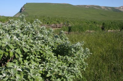 COMMANDER ISLANDS - FLORA - ARCTIC WILLOW - Salix arctica.jpg