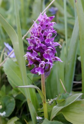 COMMANDER ISLANDS - FLORA - Dactylorhiza ORCHID.jpg