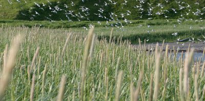 COMMANDER ISLANDS - FLORA - GLABROUS SWEET GRASS - Hierochloe glabra.jpg