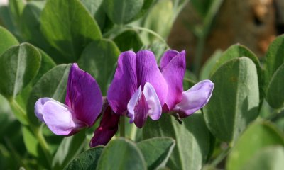 COMMANDER ISLANDS - FLORA - KAMCHATKA OXYTROPE - Oxytropis kamtschatica.jpg