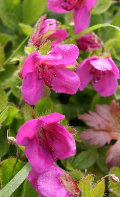 COMMANDER ISLANDS - FLORA - KAMCHATKA RHODODENDRON - Rhododendron camtschaticum.jpg