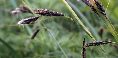 COMMANDER ISLANDS - FLORA - KARAGINSKAYA SEDGE - Carex koraginensis.jpg