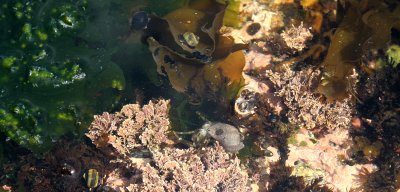 COMMANDER ISLANDS - FLORA - MARINE INTERTIDAL KELP FORESTS (2).jpg