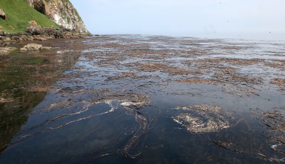 COMMANDER ISLANDS - FLORA - MARINE INTERTIDAL KELP FORESTS (3).jpg