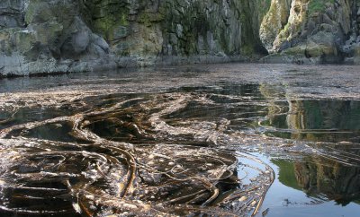 COMMANDER ISLANDS - FLORA - MARINE INTERTIDAL KELP FORESTS.jpg