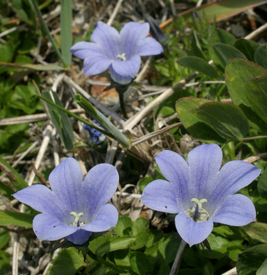 COMMANDER ISLANDS - FLORA - MOUNTAIN HAREBELL - Campanula lasiocarpa.jpg