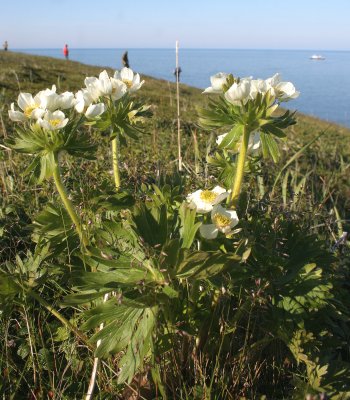 COMMANDER ISLANDS - FLORA - NARCISSUS ANEMONE - Anemone narcissiflora Commander subspecies (2).jpg