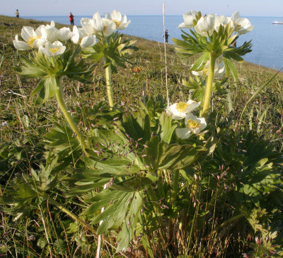 COMMANDER ISLANDS - FLORA - NARCISSUS ANEMONE - Anemone narcissiflora Commander subspecies.jpg