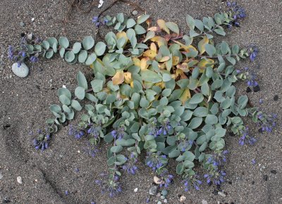 COMMANDER ISLANDS - FLORA - OYSTERLEAF - Mertensia maritima.jpg