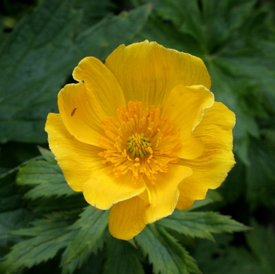 COMMANDER ISLANDS - FLORA - REIDERS GLOBE FLOWER - Trollius riederianus.jpg