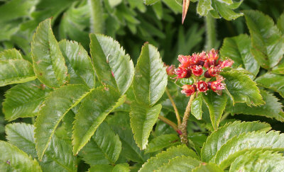 COMMANDER ISLANDS - FLORA - SIBERIAN MOUNTAIN ASH - Sorbus sambucifolia.jpg