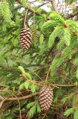 KAMCHATKA FLORA - AJAN SPRUCE - Picea ajanensis (2).jpg