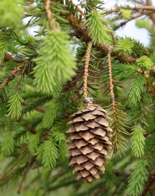 KAMCHATKA FLORA - AJAN SPRUCE - Picea ajanensis.jpg