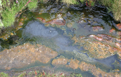 KAMCHATKA FLORA - ALGAL MAT IN HOTSPRING.jpg