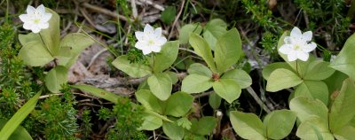 KAMCHATKA FLORA - ARCTIC STAR FLOWER - Trientalis europaea arctica.jpg