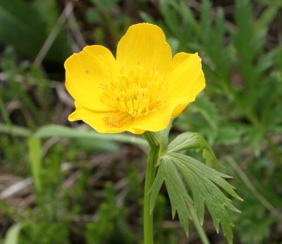 KAMCHATKA FLORA - CREEPING BUTTERCUP - Ranunculus repens.jpg