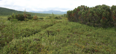 KAMCHATKA FLORA - DWARF CEDAR - Pinus pumila.jpg