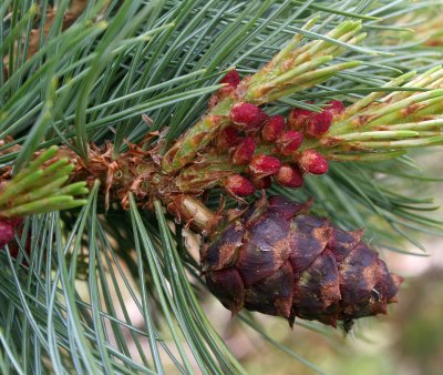 KAMCHATKA FLORA - DWARF CEDAR.jpg