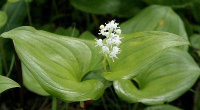 KAMCHATKA FLORA - FALSE LILY OF THE VALLEY - Maianthemum dilatatum (2).jpg