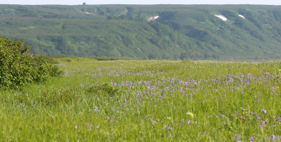 KAMCHATKA FLORA - FIELDS OF IRIS SETOSA (2).jpg
