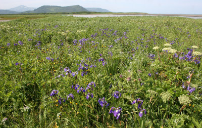 KAMCHATKA FLORA - FIELDS OF IRIS SETOSA.jpg