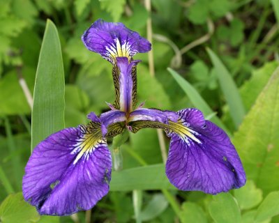 KAMCHATKA FLORA - IRIS SETOSA.jpg