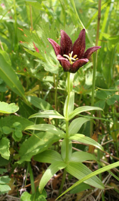 KAMCHATKA FLORA - KAMCHATKA FRITILLARY - Fritillaria camschatcensis.jpg