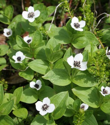 KAMCHATKA FLORA - LAPLAND CORNEL - Chamaepericlymenum suecicum.jpg