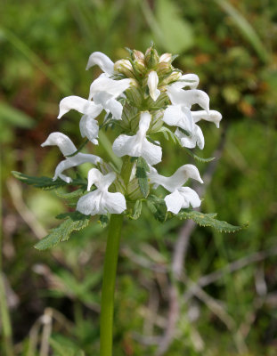 KAMCHATKA FLORA - LOUSEWORT SPECIES - Pedicularis.jpg